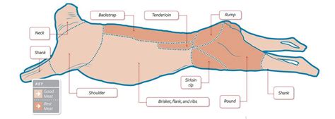 How To Butcher Your Own Deera Step By Step Guide Artofit