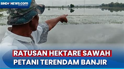 Petani Terancam Gagal Panen Usai Ratusan Hektare Sawah Terendam Banjir