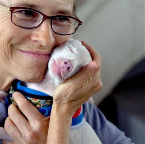 Cão nasce cor de rosa cego e surdo e inspira crianças a lidarem a