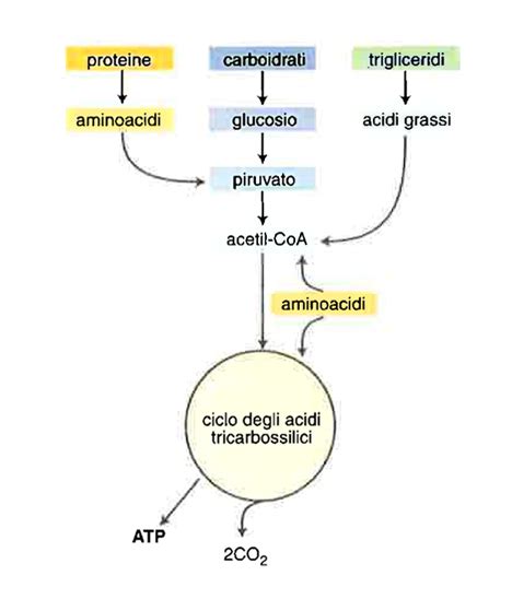 Metabolismo In Universo Del Corpo Treccani