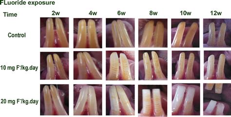 Photographs Of Gross Incisor Morphology In Rats Treated With Excessive Download Scientific