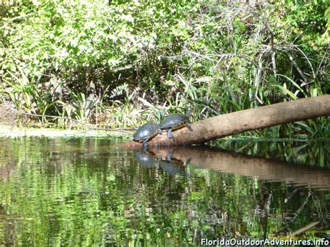 Kayaking Up and Down Loxahatchee River Again – Florida Kayaking Adventures