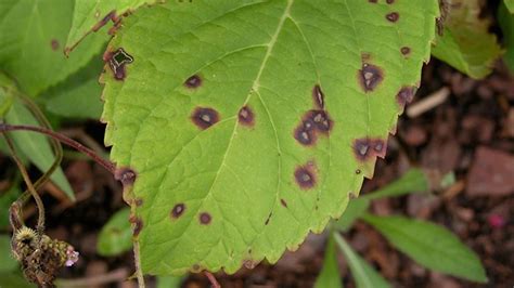 How To Treat Cercospora Leaf Spot Prevention Strategies