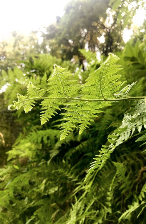 Fern Green | PSD Free Download - Pikbest