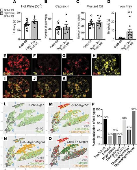 Jci Insight Specific Regulation Of Mechanical Nociception By G