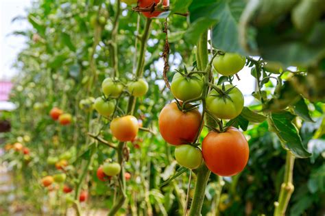 Guide pour réussir vos semis de tomates à la mi avril pour une bonne