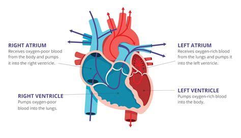 How To Read An Ekg Infographic Northwestern Medicine