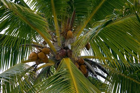 coconut palm  stock photo public domain pictures