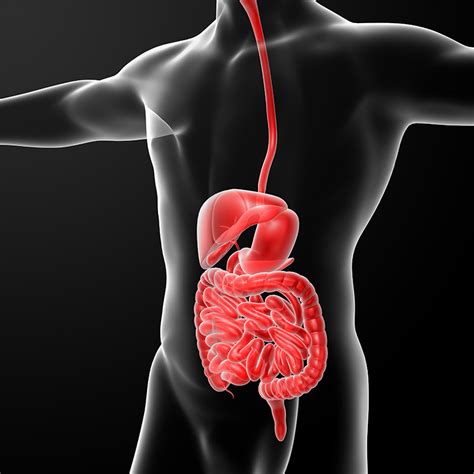 What is Gastroenterology? – Digestive Care Associates P.C.