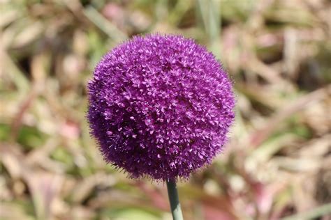 Лук Амбассадор (45 фото) » НА ДАЧЕ ФОТО