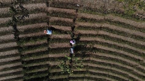 El Precio De La Hoja De Coca En Bolivia Baja Por El Incremento De