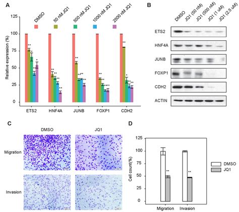 Brd4 Inhibitor Abolishes Tgf Induced Emt A Quantitative Reverse