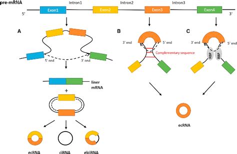 Figure 1 From Circular RNAs In The Regulation Of Cardiac Hypertrophy