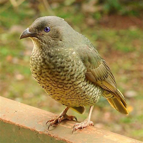 Female satin bower bird 1 by wildplaces on DeviantArt