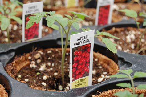 So excited to start the garden this year. When I... – Adventures of a ...