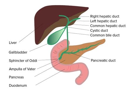 Ampullary Cancer Symptoms - CancerWalls