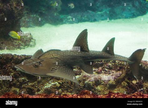 Bowmouth Guitarfish