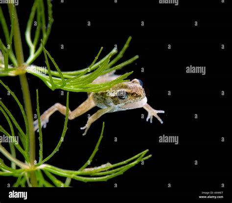 common frog rana temporaria tadpole   legs  tail stock photo alamy