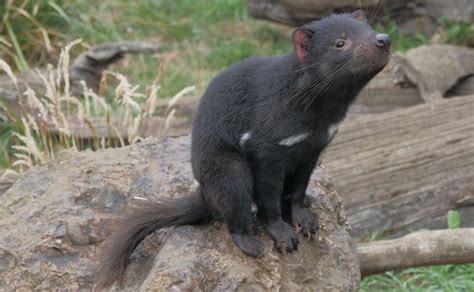 Conoce Qu Es El Sargazo Y Su Funci N En El Oc Ano Acuario Michin Puebla