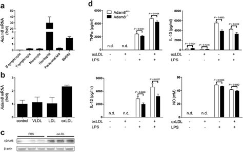 Adam8 Expression In Leukocyte Subsets And Adam8 Deficient Bmdms Show Download Scientific