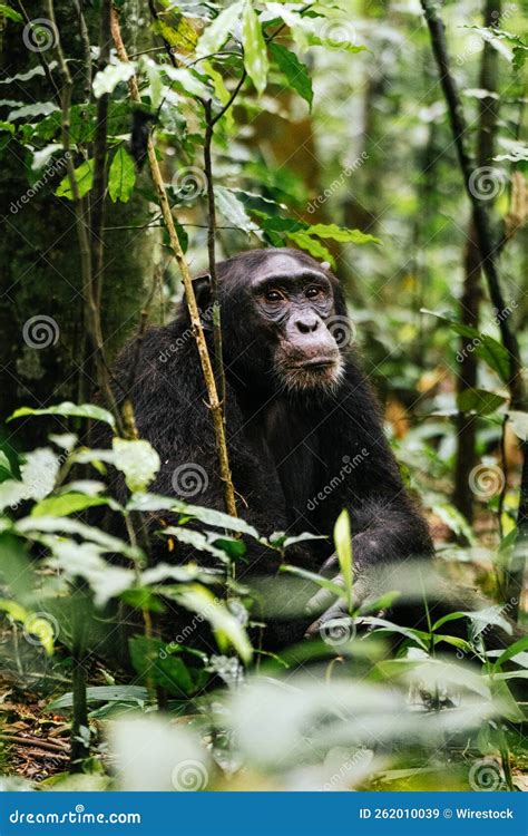 Vertical Shot Of A Chimpanzee In The Tropical Rainforest Stock Image