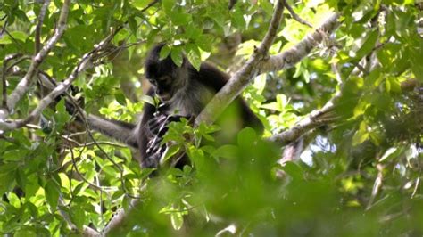 Mono araña comiendo | Calakmul Primatology