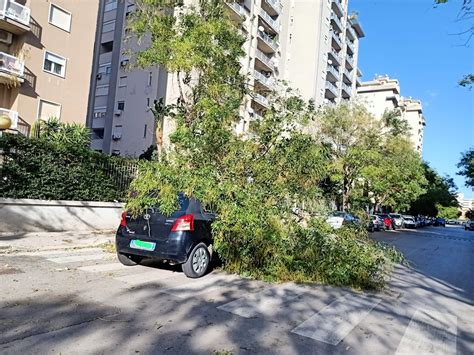 Palermo Sferzata Dal Maltempo FOTO Diversi Alberi Caduti In Pieno