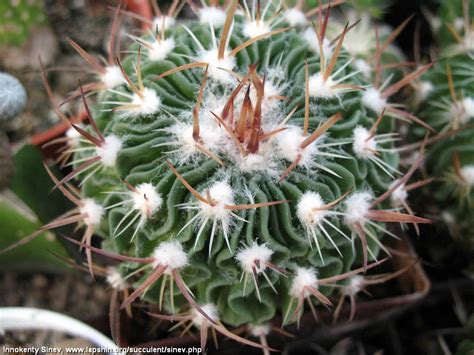 Суккулентные растения, Петр Лапшин, каталог для заказа - succulents by ...