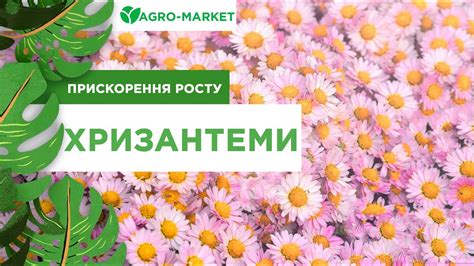 ХРИЗАНТЕМЫ: купить хризантемы почтой в Киеве, Одессе и Украине - цена в ...