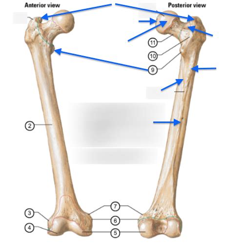 Lower Extremity Osteology Pt 2 Femur Diagram Quizlet