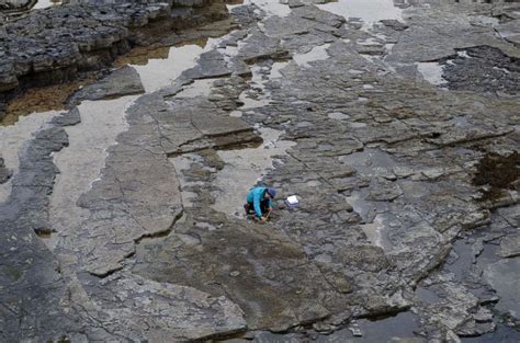 170 Million Year Old Dinosaur Footprints Discovered May Reveal Insight On Evolution Abc News