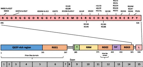 Structure and functional domains of FUS. FUS is a member of the TET ...