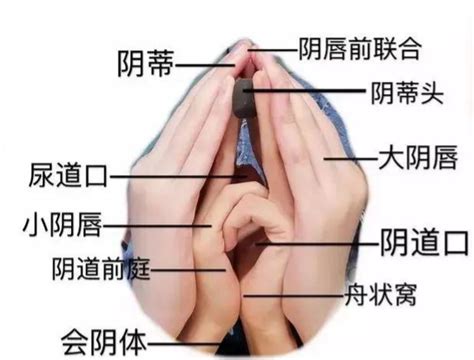 阴唇肥大 女性该怎么办？看完就明白了！ 知乎