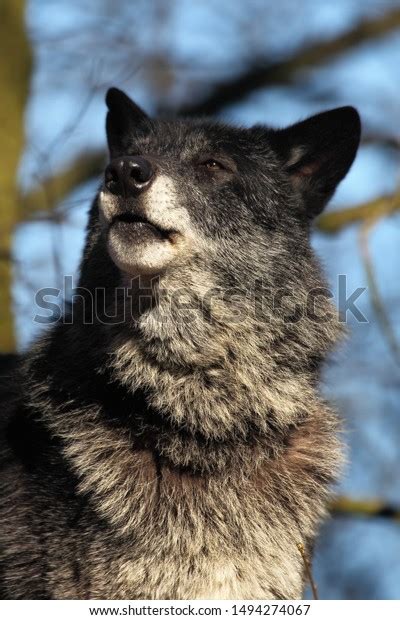 North American Wolf Canis Lupus Staying Stock Photo