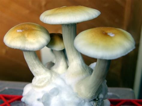 Buy Magic Mushrooms: How To Grow Magic Mushrooms: Indoors