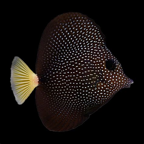 Gem Tang