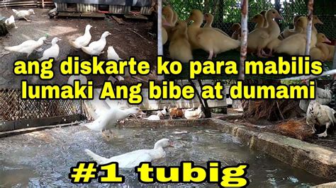 Paano Nga Ba Mag Alaga Ng Bibe O Muscovy Duck Kahit Sa Maliit Na Area