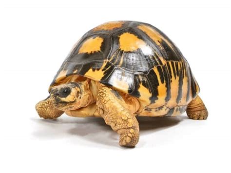 Radiated Tortoise (Astrochelys radiata) - ReptileTalk NET