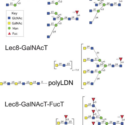 N Glycan Structures Shown Are Proposed Complex N Glycan Structures