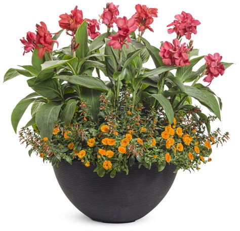 Vermillionaire® Large Firecracker Plant Cuphea Hybrid Proven Winners