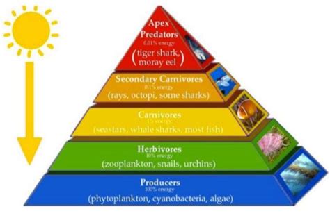 Energy Flow In Ecosystems Quiz Artofit