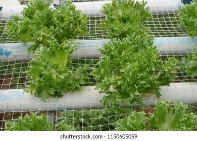 Hydroponic Leaf Lettuce Lactuca Sativa Hydroponic Stock Photo Edit Now