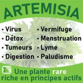 Teinture M Re Artemisia Annua Pour Combattre Les Cancers