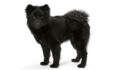 Swedish Lapphund Dog Breed Information - Vetstreet | Vetstreet