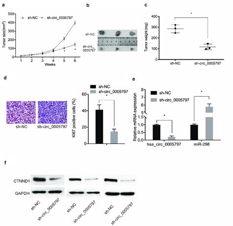 Hsa Circ Suppressed Tumor Growth In Vivo A C Mouse Xenograft