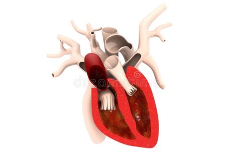 Heart cross section stock illustration. Illustration of ventricle ...