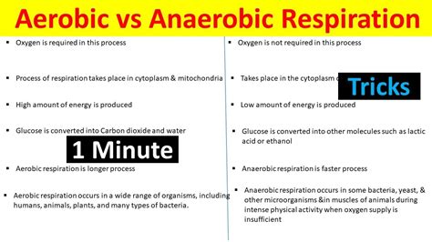 Aerobic Vs Anaerobic Respiration Differences Anaerobic Respiration ...