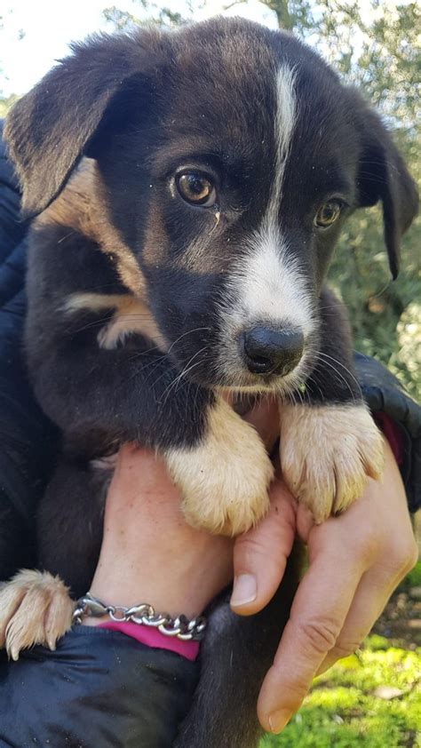 Cuccioli METICCIO Di Taglia Media In Adozione LAZIO WISKY Di TRE MESI