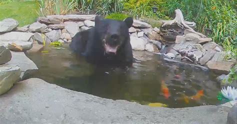 Bear Cools Off In Pepperell Koi Pond Cbs Boston