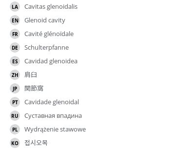 Glenoid cavity - vet-Anatomy - IMAIOS